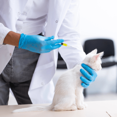 DNA PET TESTING